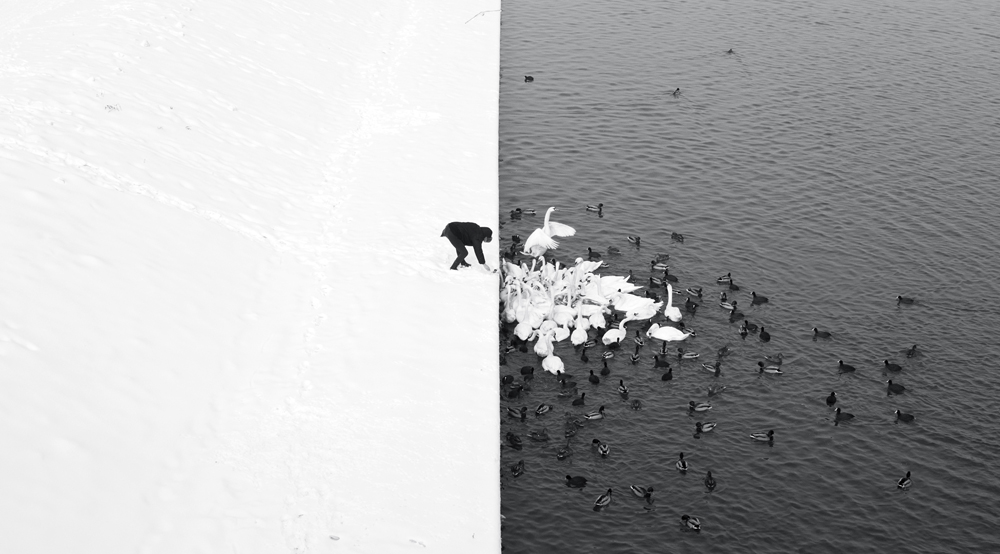 marcin-ryczek-a-man-feeding-swans-in-the-snow-copyright-marcin-ryczek